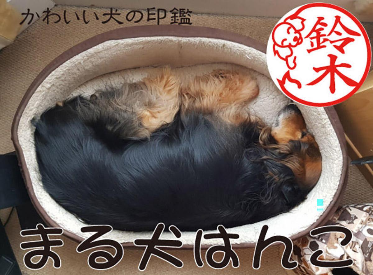 見事な創造力 まみ様♥️ヨークシャーテリア ミックス犬 ミックス犬